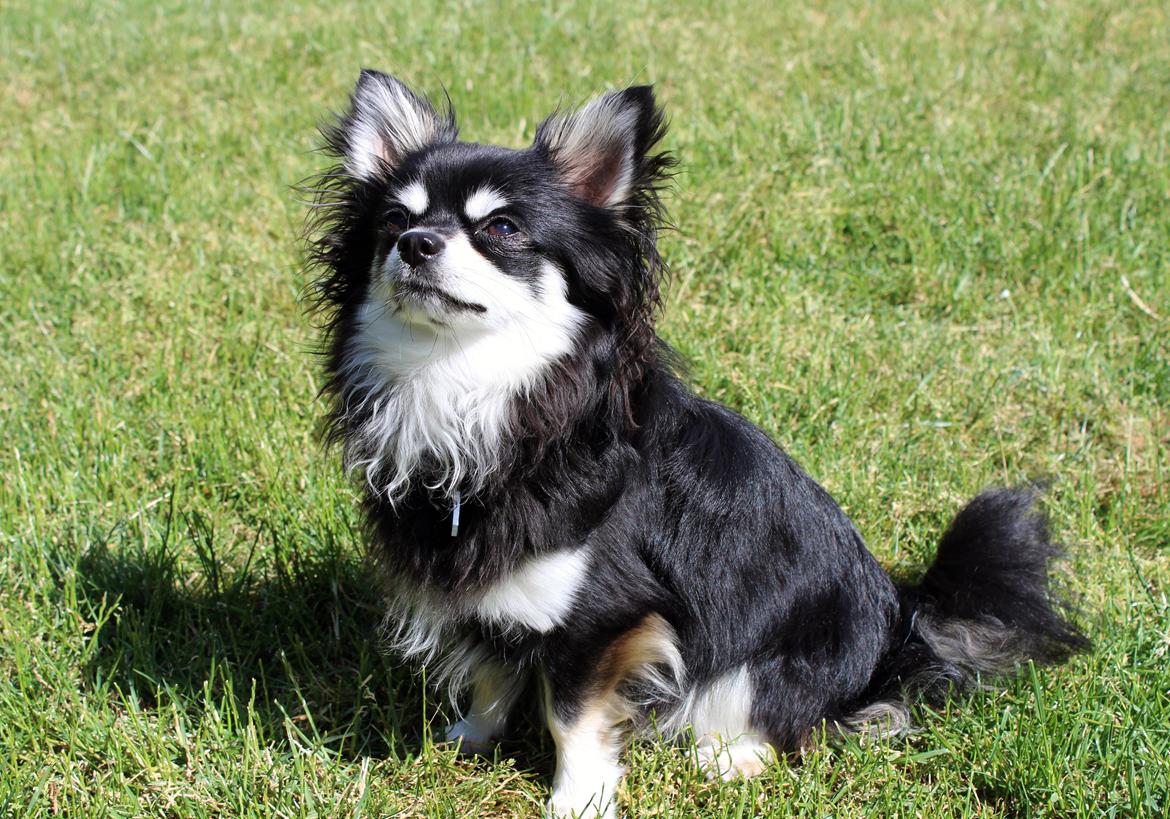 Chihuahua Hugo billede 4