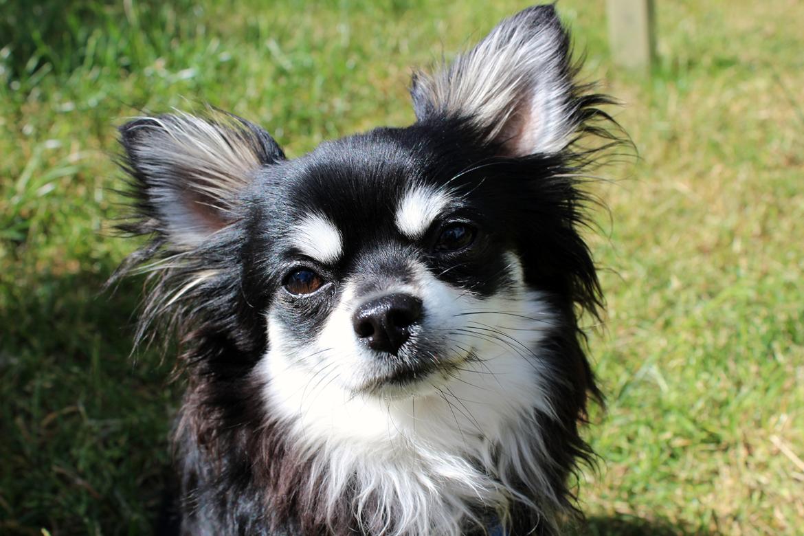 Chihuahua Hugo billede 7