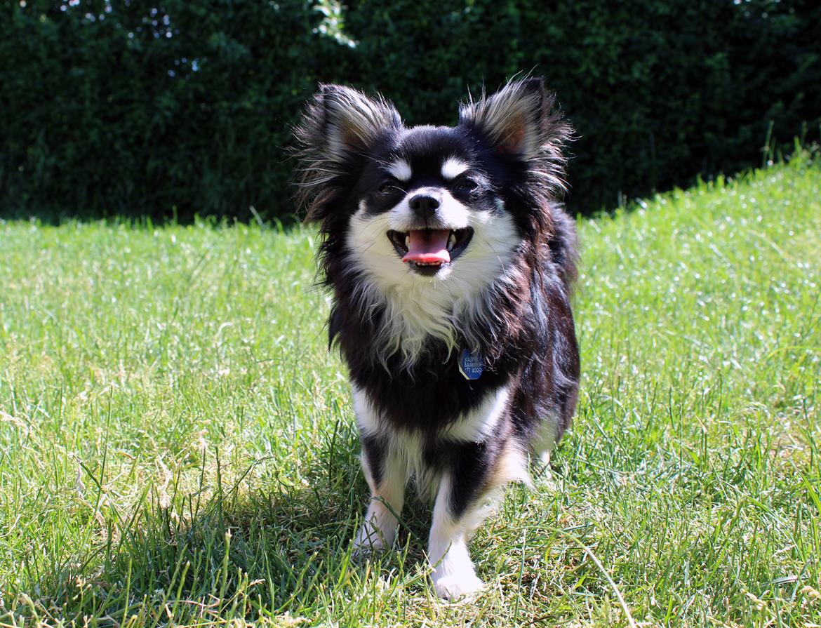 Chihuahua Hugo billede 1