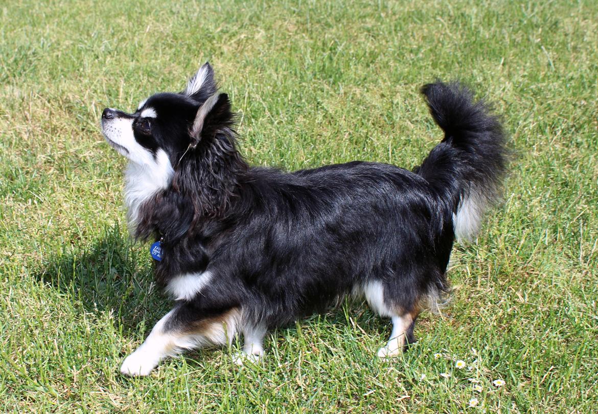 Chihuahua Hugo billede 5