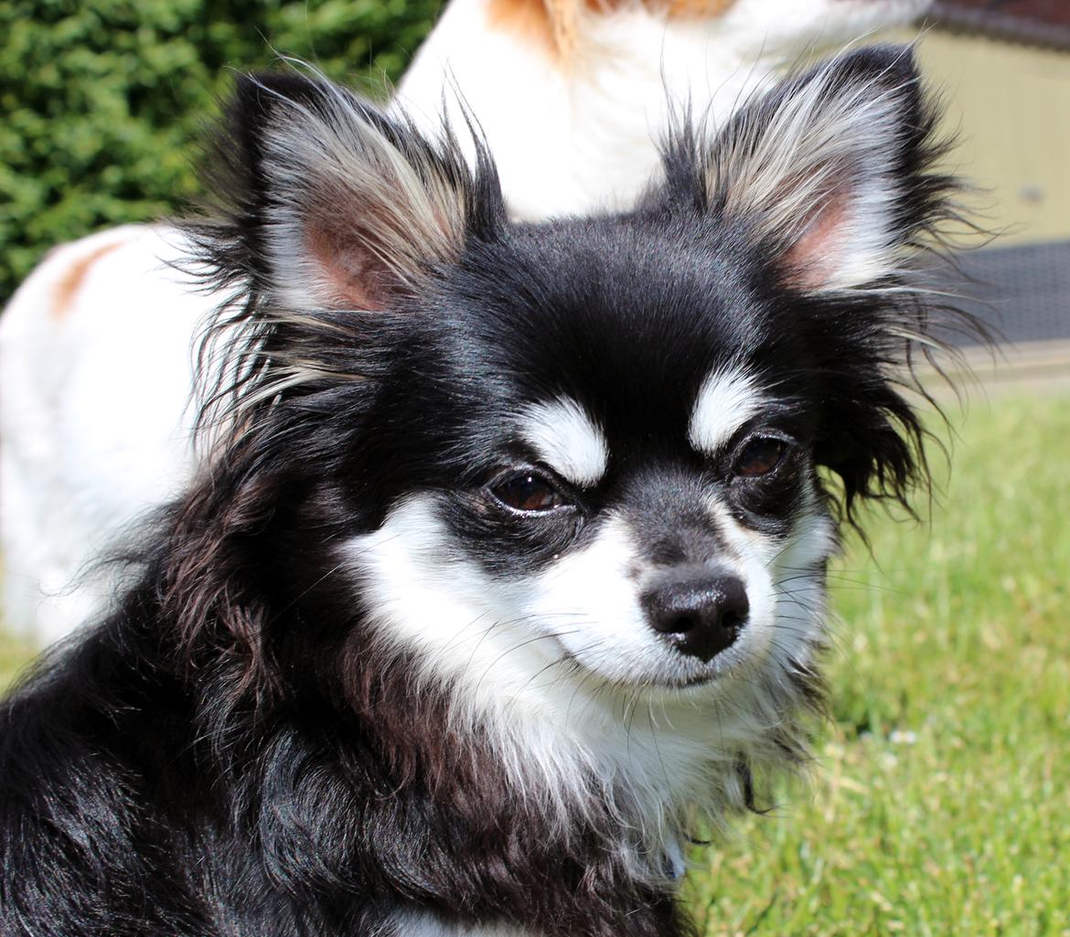 Chihuahua Hugo billede 6