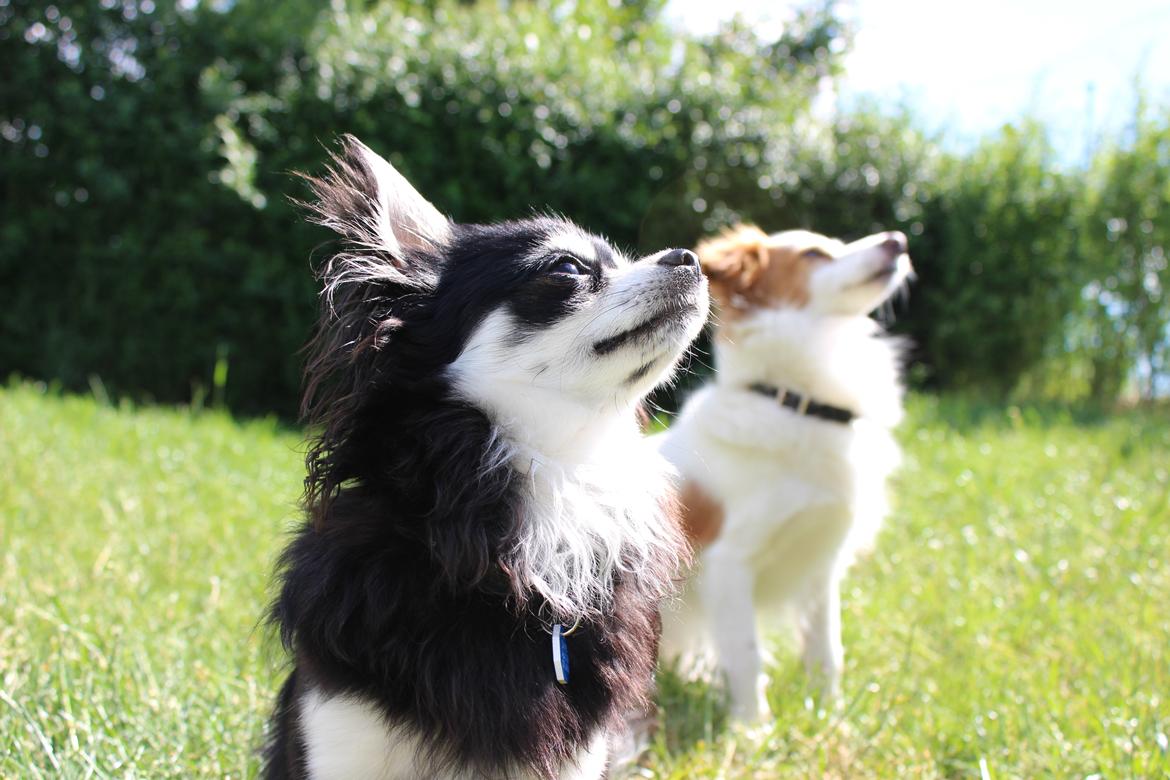 Chihuahua Hugo billede 8