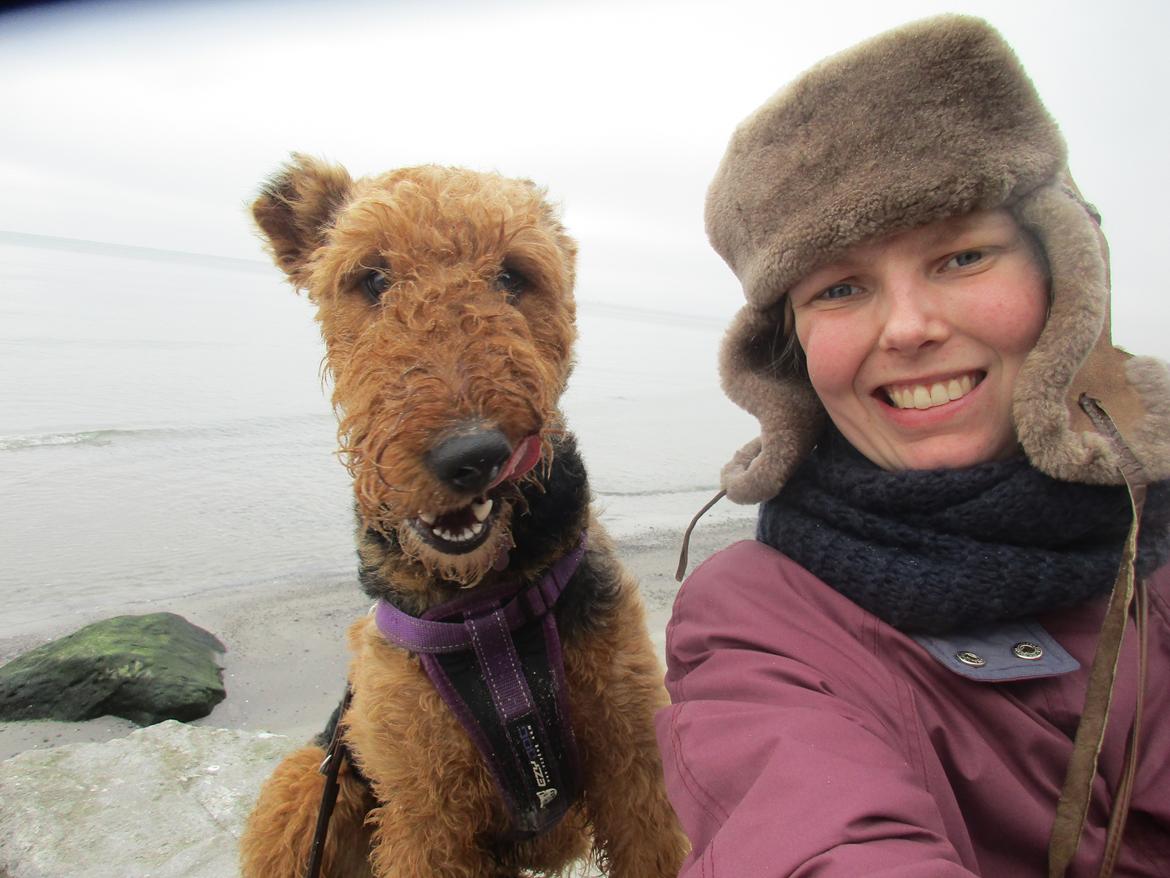 Airedale terrier Karla billede 15