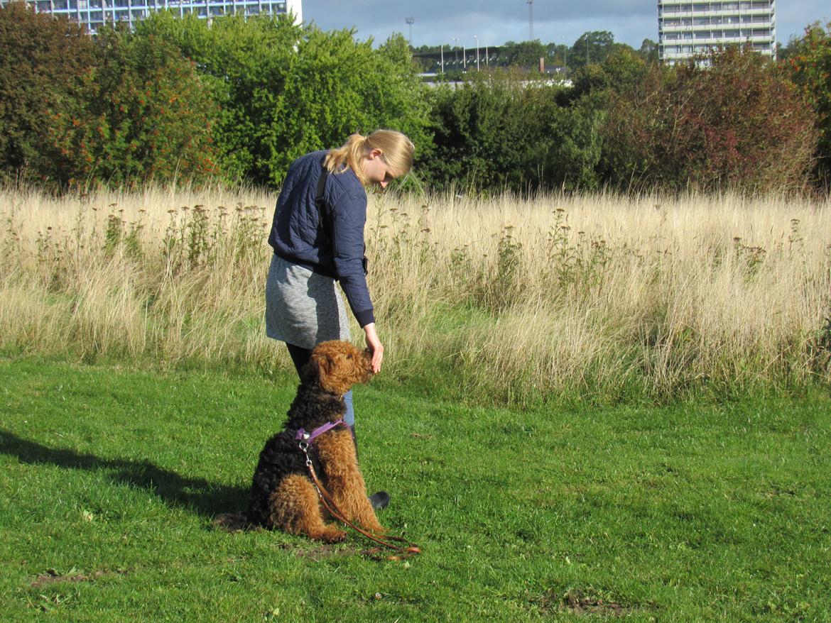 Airedale terrier Karla billede 16