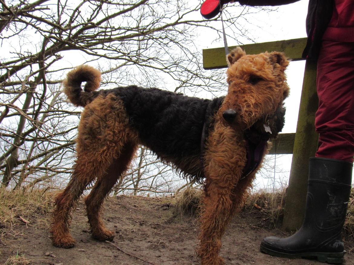 Airedale terrier Karla billede 18
