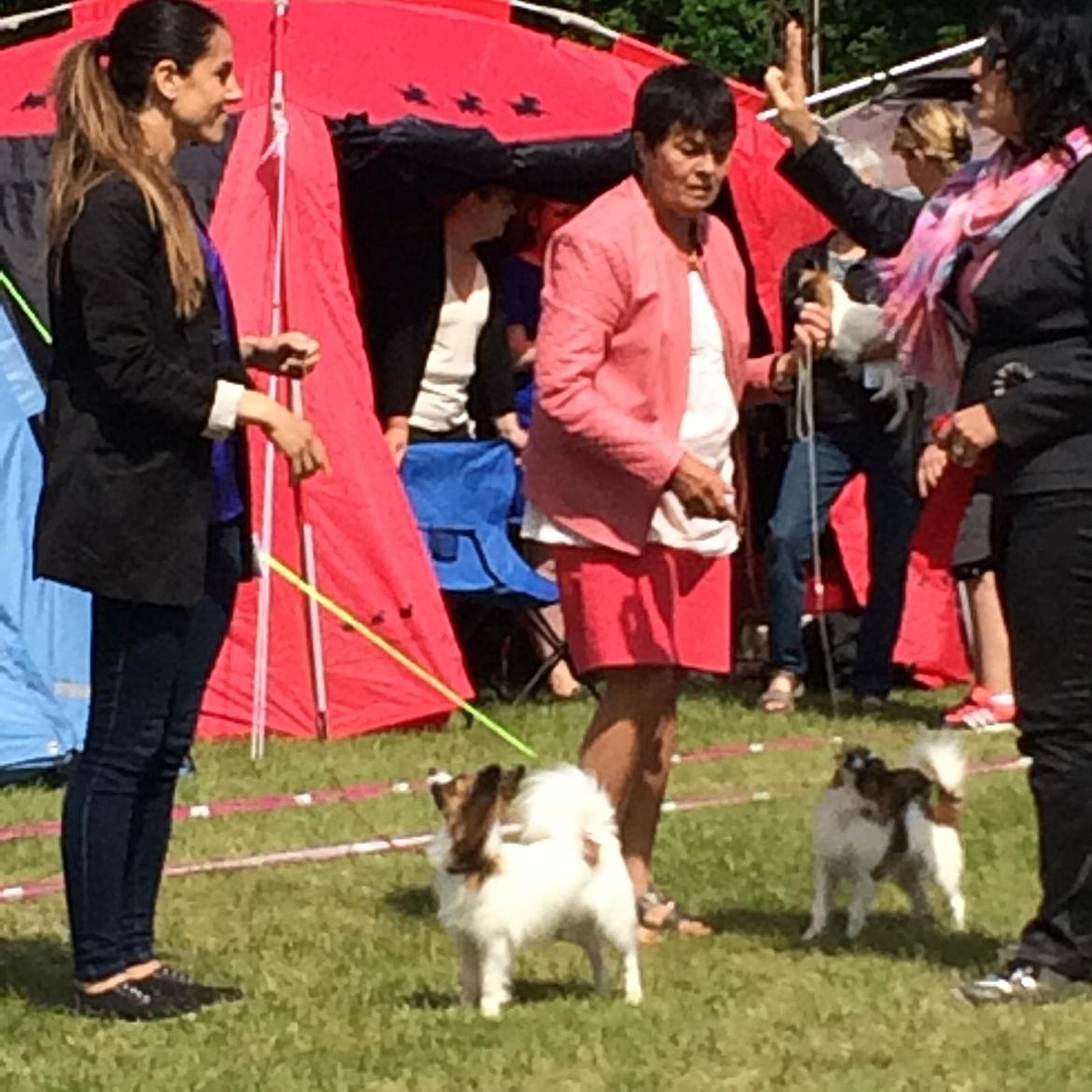 Papillon Nellie billede 36