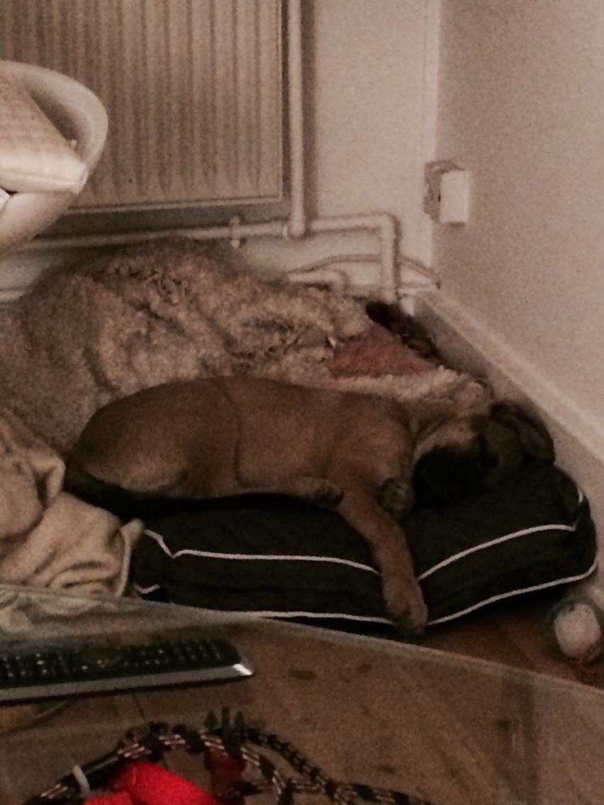 Schæferhund Chino billede 13