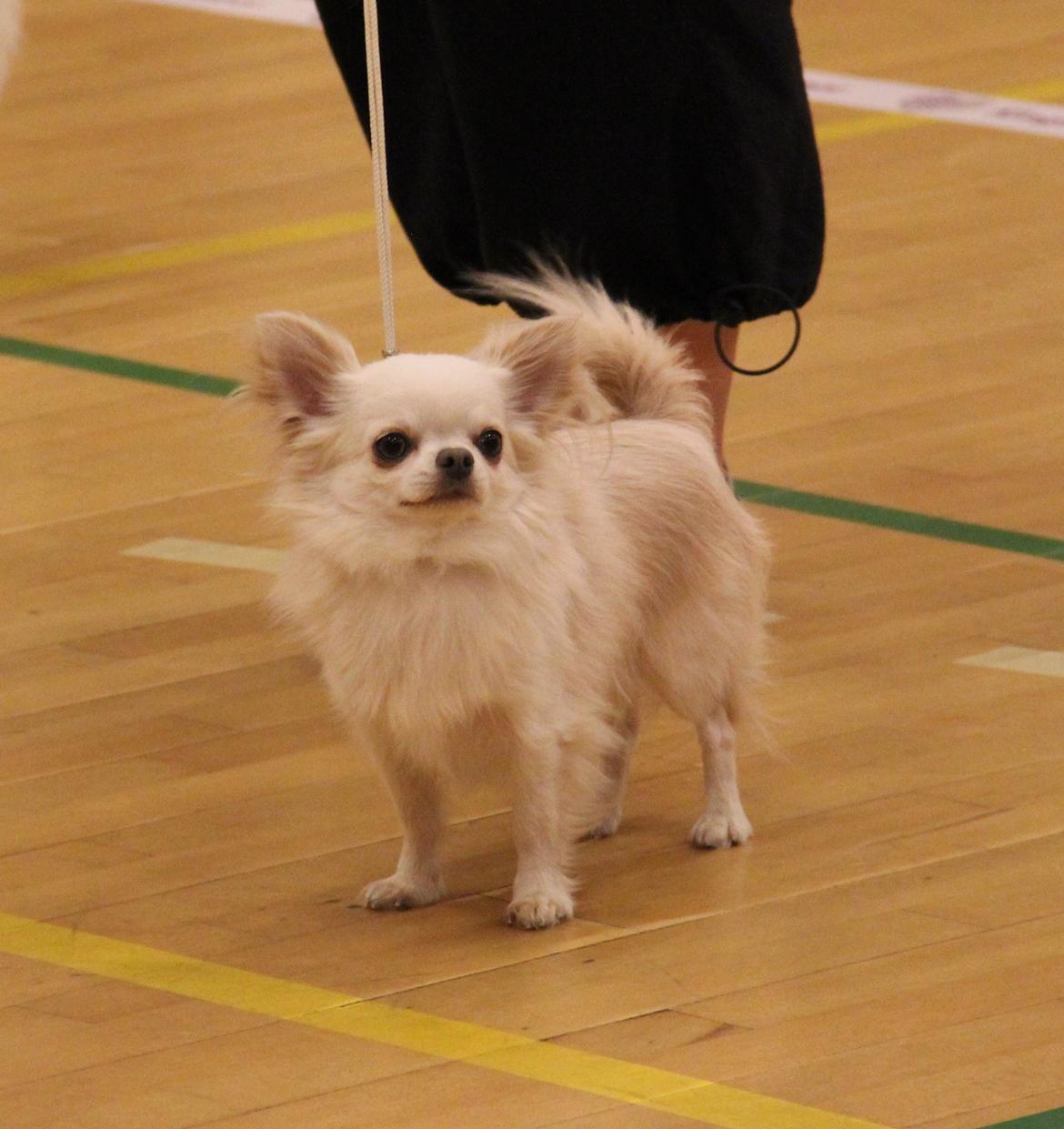 Chihuahua Mighty Heart Justin Bieber billede 20