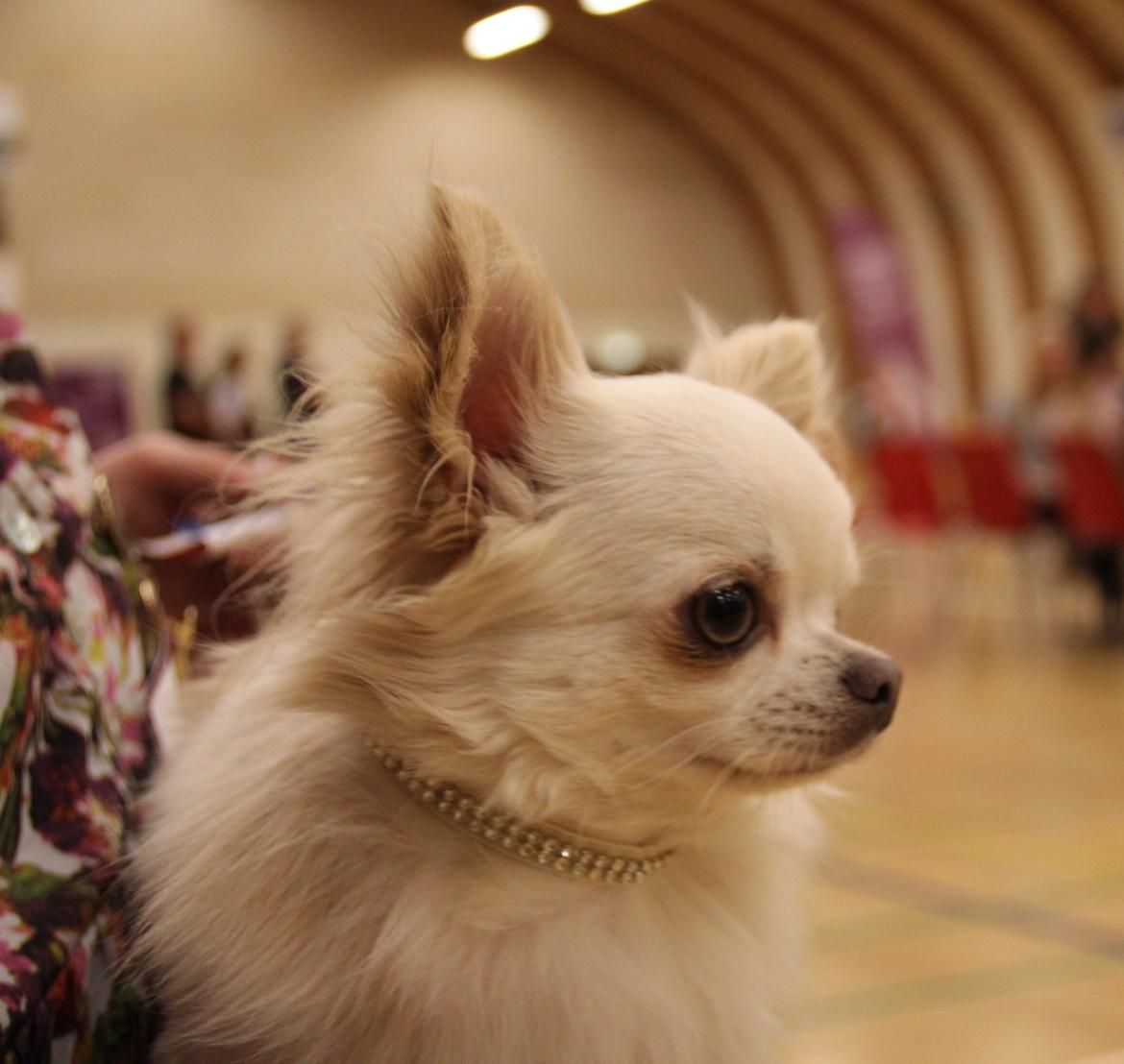 Chihuahua Mighty Heart Justin Bieber billede 22