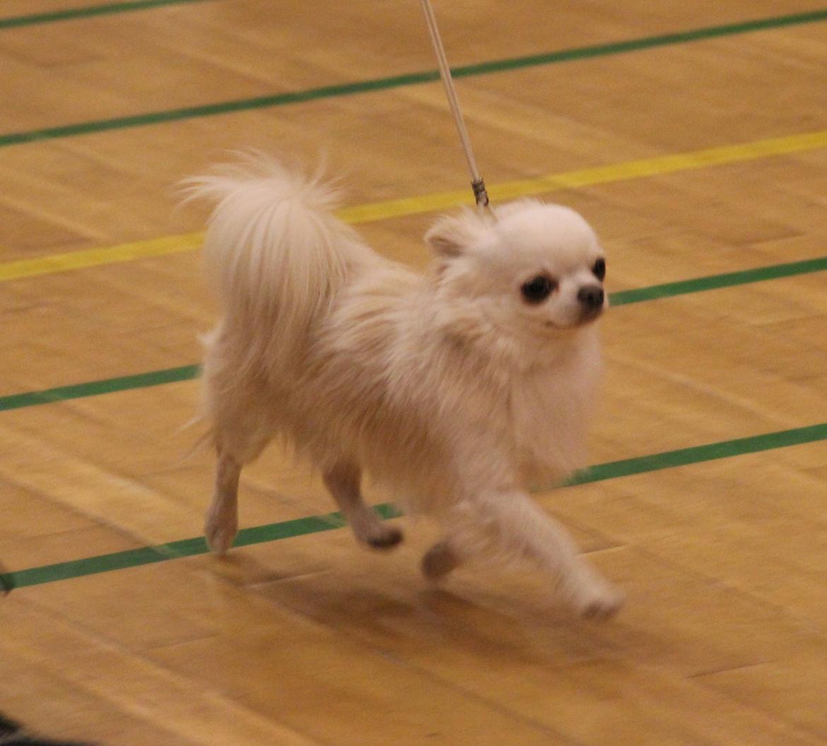 Chihuahua Mighty Heart Justin Bieber billede 23