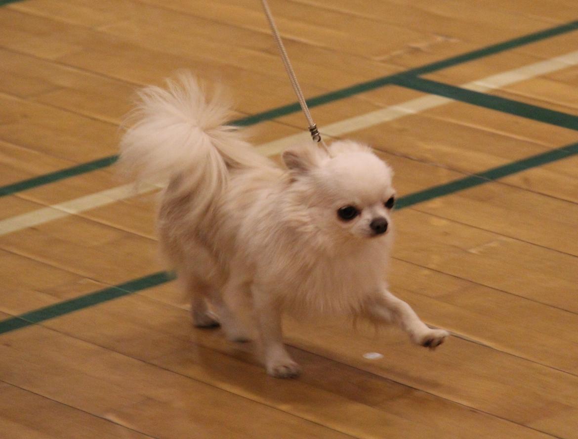 Chihuahua Mighty Heart Justin Bieber billede 24