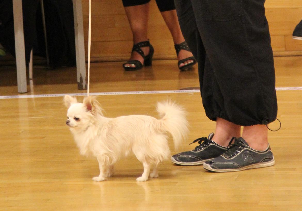 Chihuahua Mighty Heart Justin Bieber billede 25