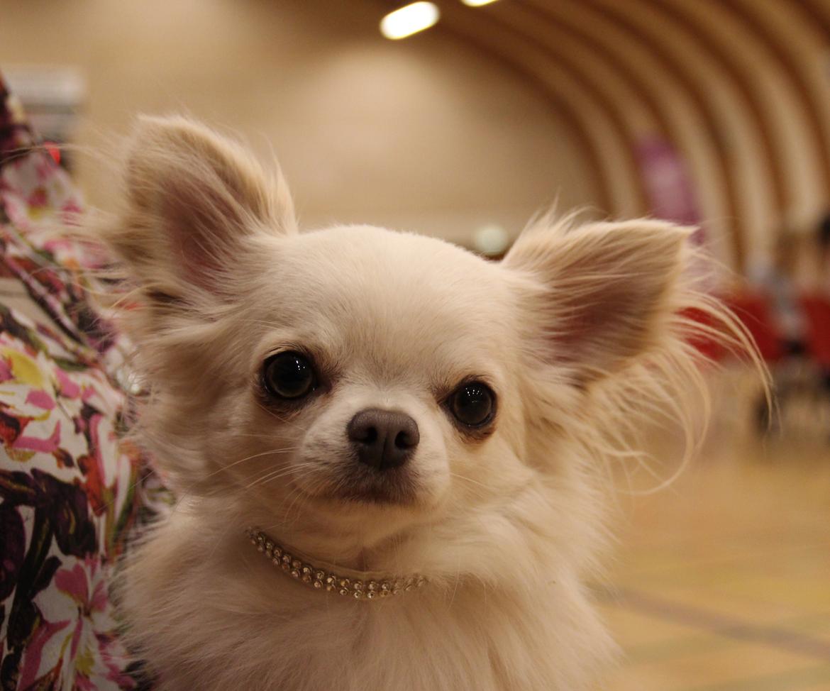 Chihuahua Mighty Heart Justin Bieber billede 21