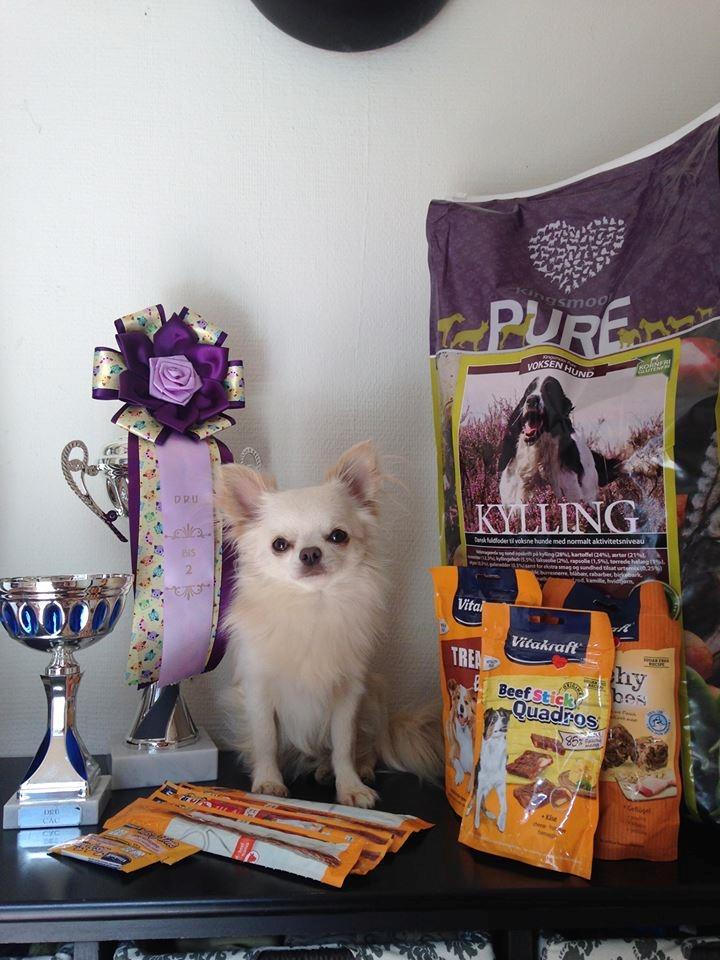 Chihuahua Mighty Heart Justin Bieber billede 26