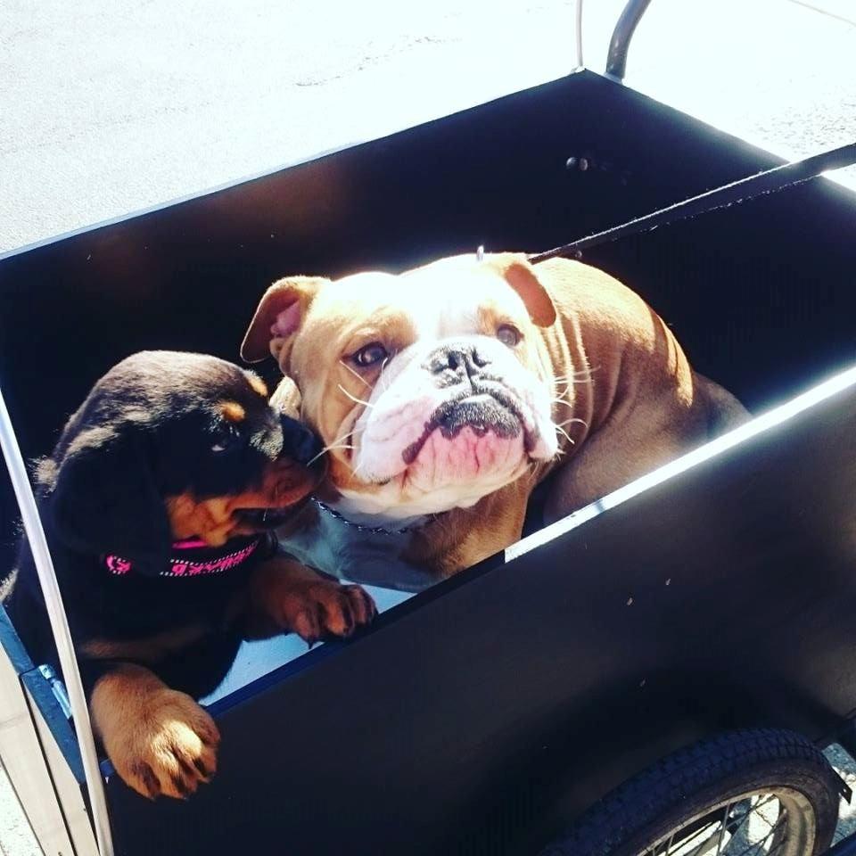 Rottweiler Chili billede 3