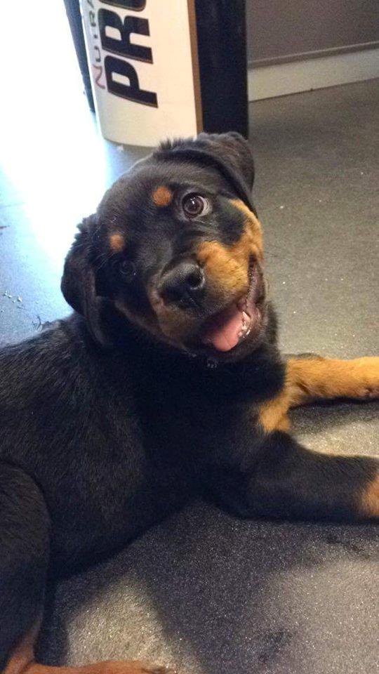 Rottweiler Chili billede 1