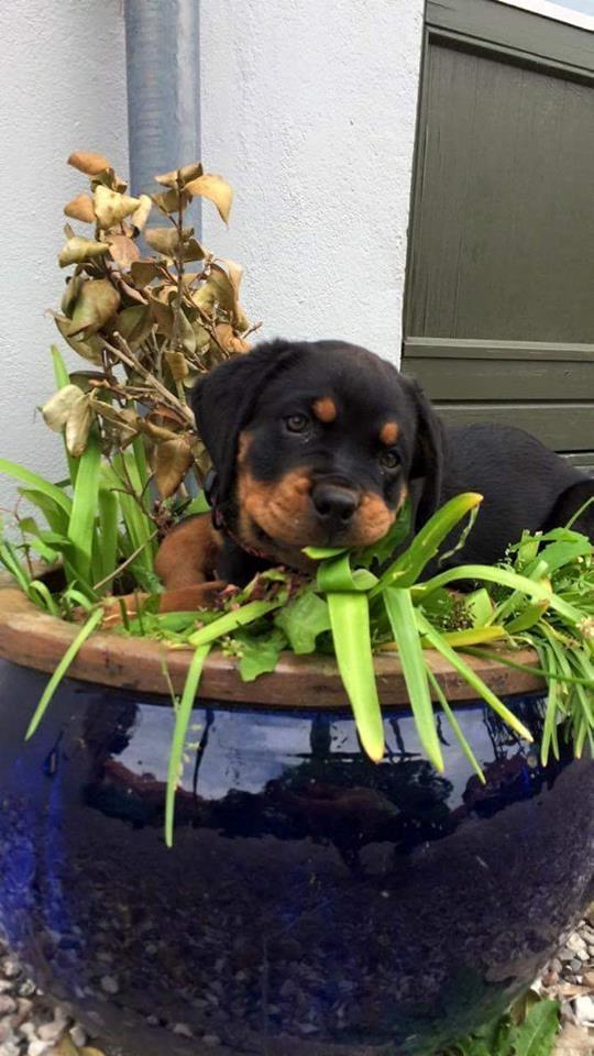Rottweiler Chili billede 5