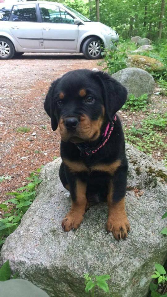 Rottweiler Chili billede 4