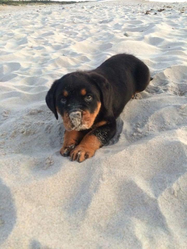 Rottweiler Chili billede 2