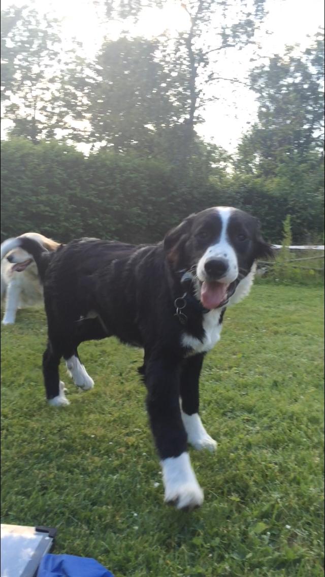 Blanding af racer Anton billede 2