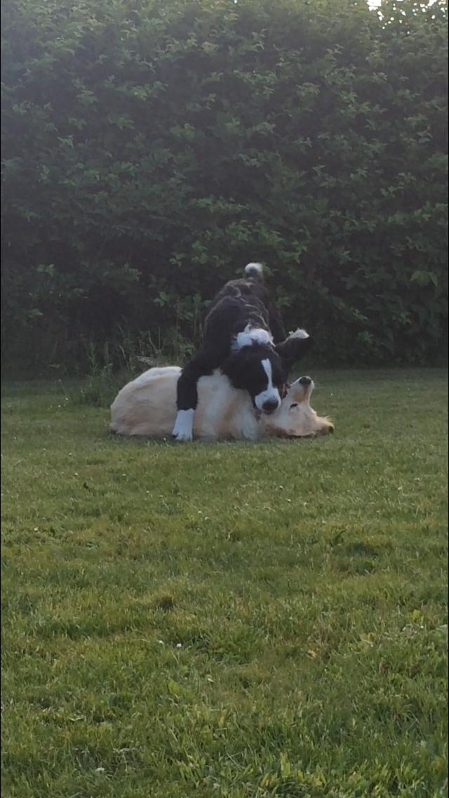 Blanding af racer Anton billede 3