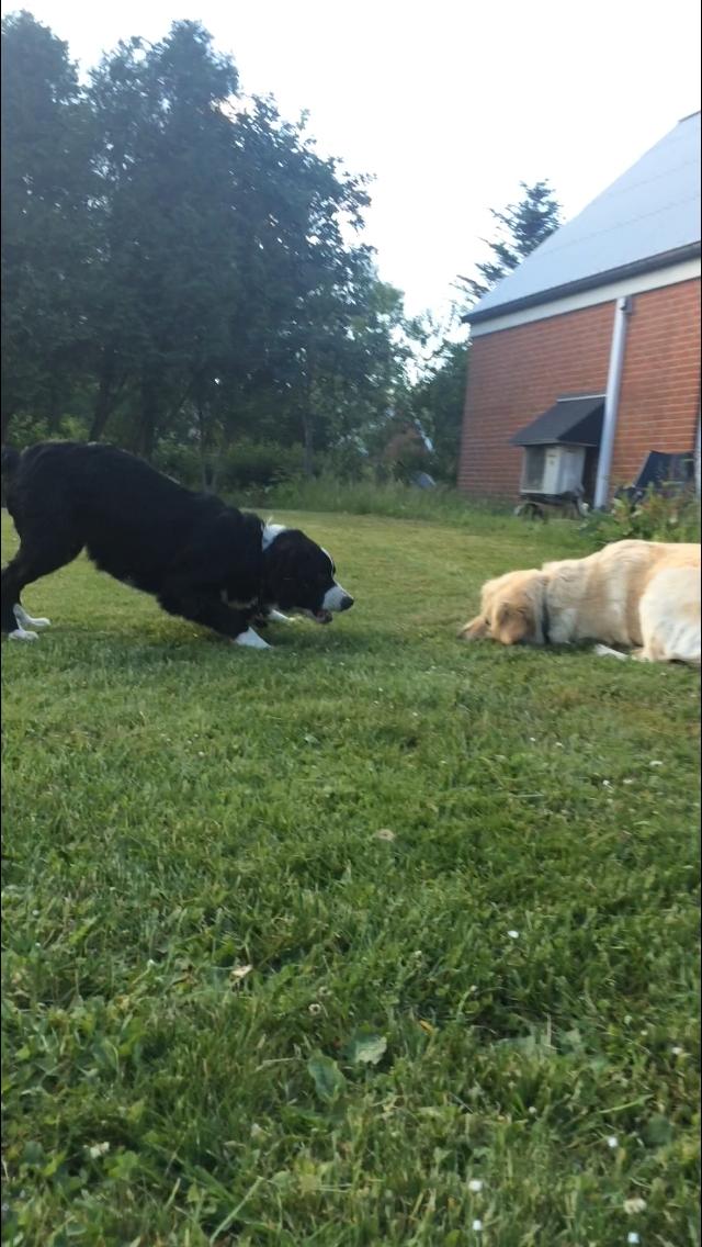 Blanding af racer Anton billede 4