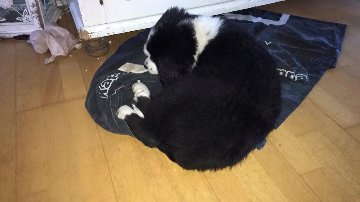 Blanding af racer Anton billede 5