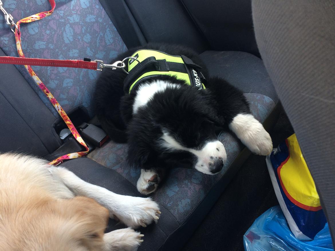 Blanding af racer Anton billede 6