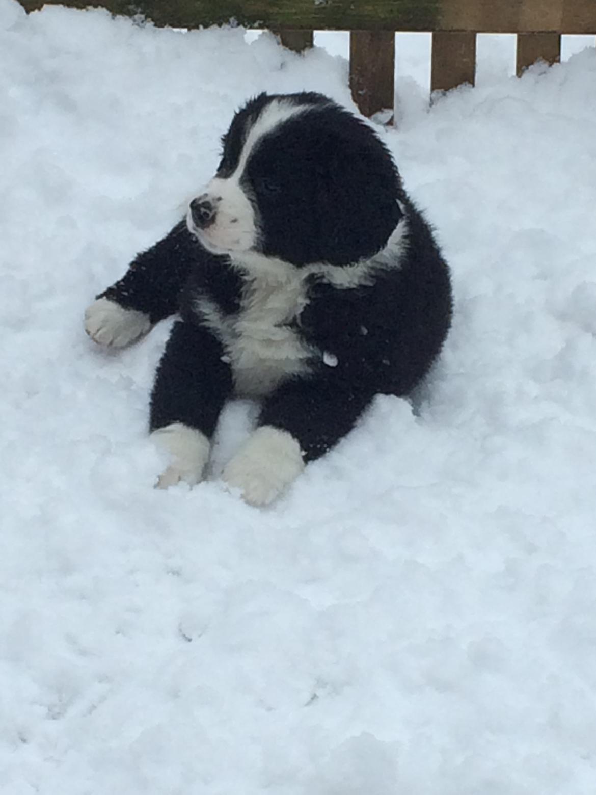 Blanding af racer Anton billede 7