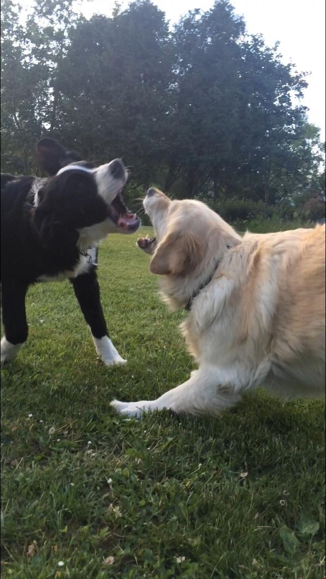 Blanding af racer Anton billede 1