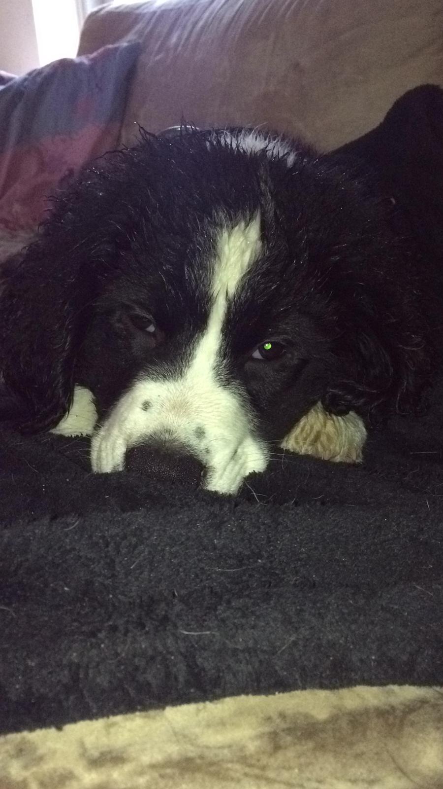 Blanding af racer Anton billede 9