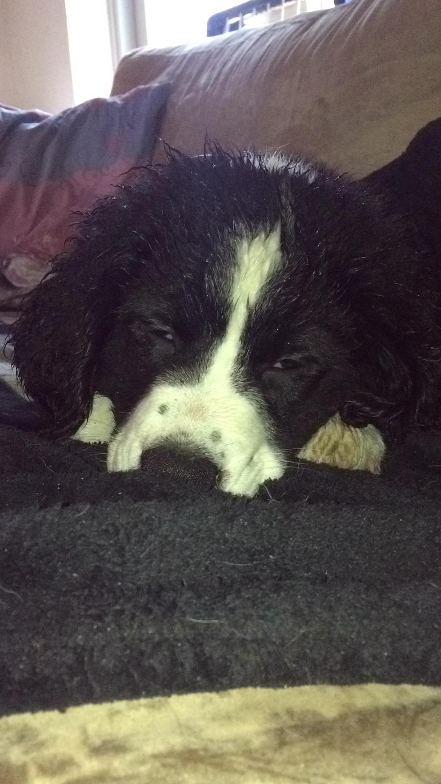 Blanding af racer Anton billede 10