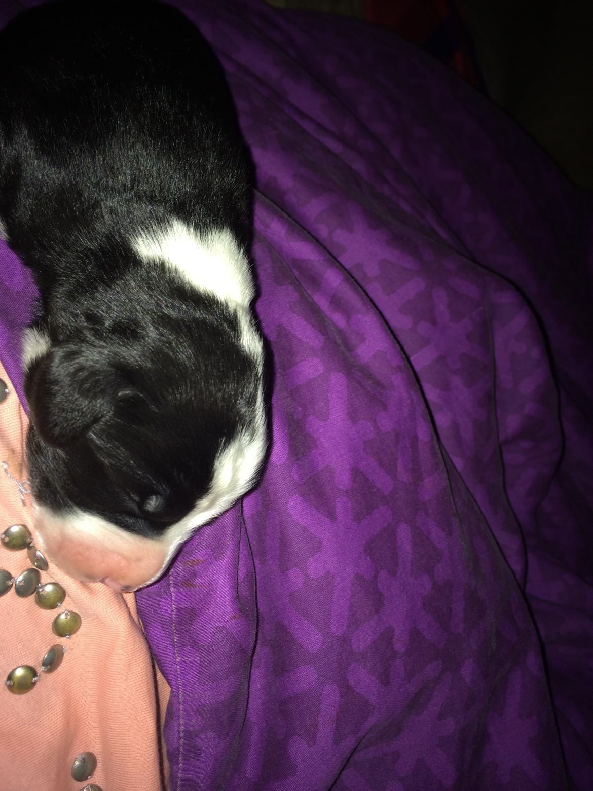 Blanding af racer Anton billede 11