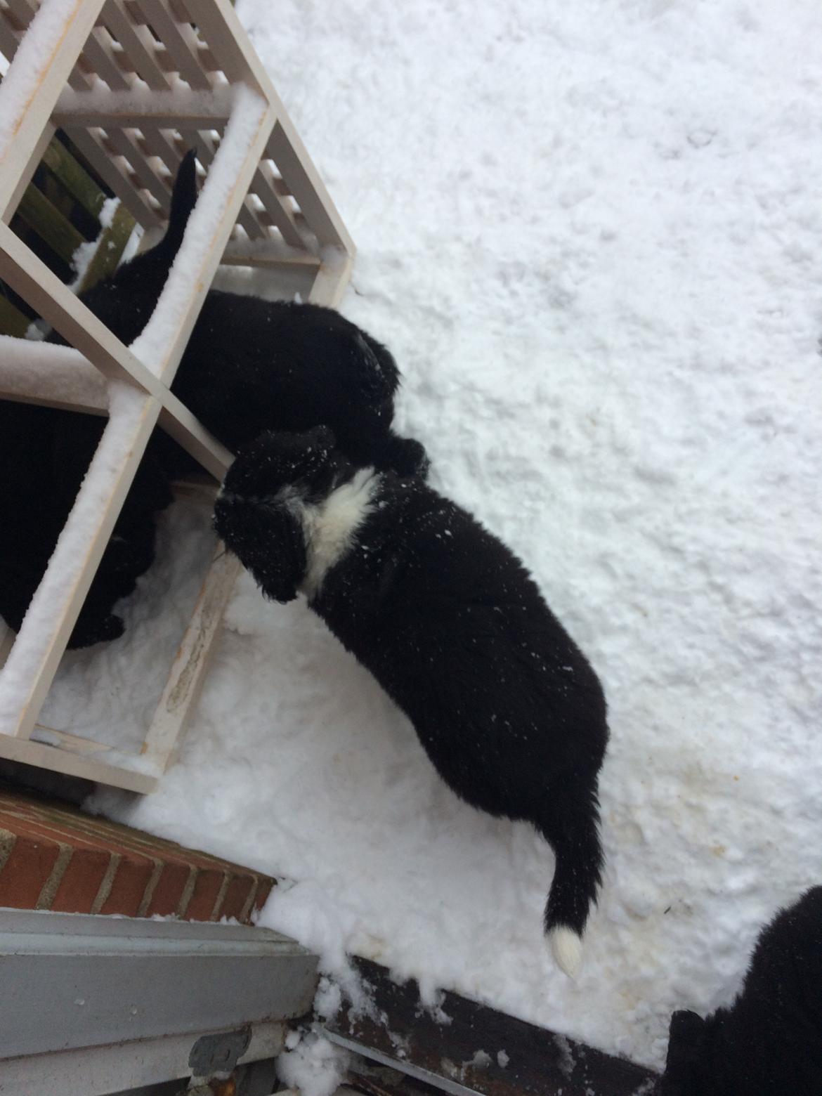 Blanding af racer Anton billede 8