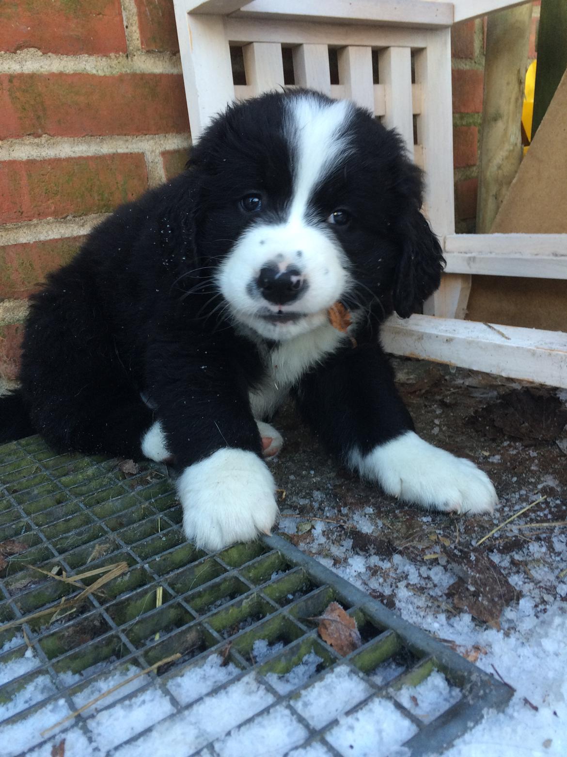 Blanding af racer Anton billede 13