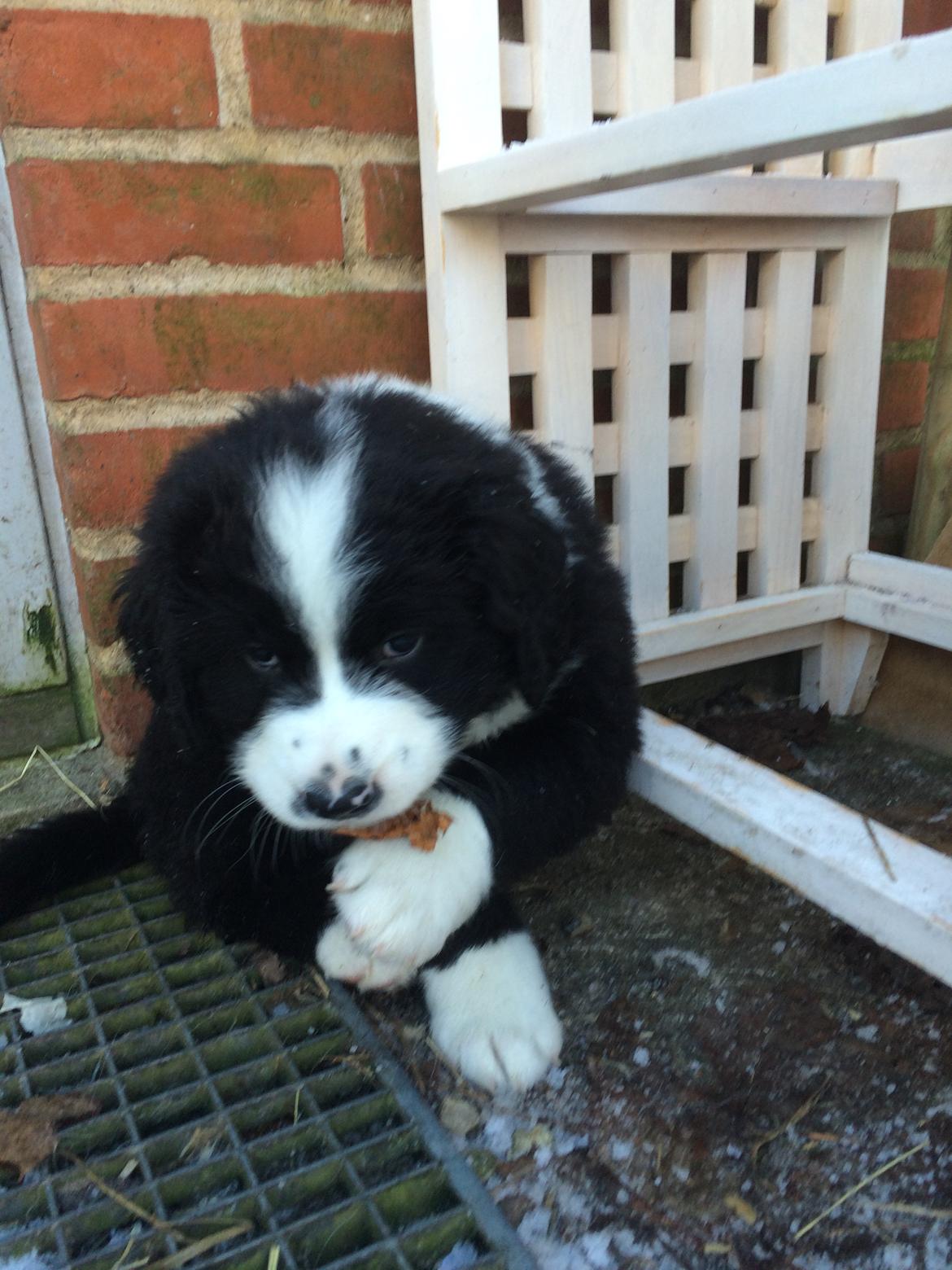 Blanding af racer Anton billede 14