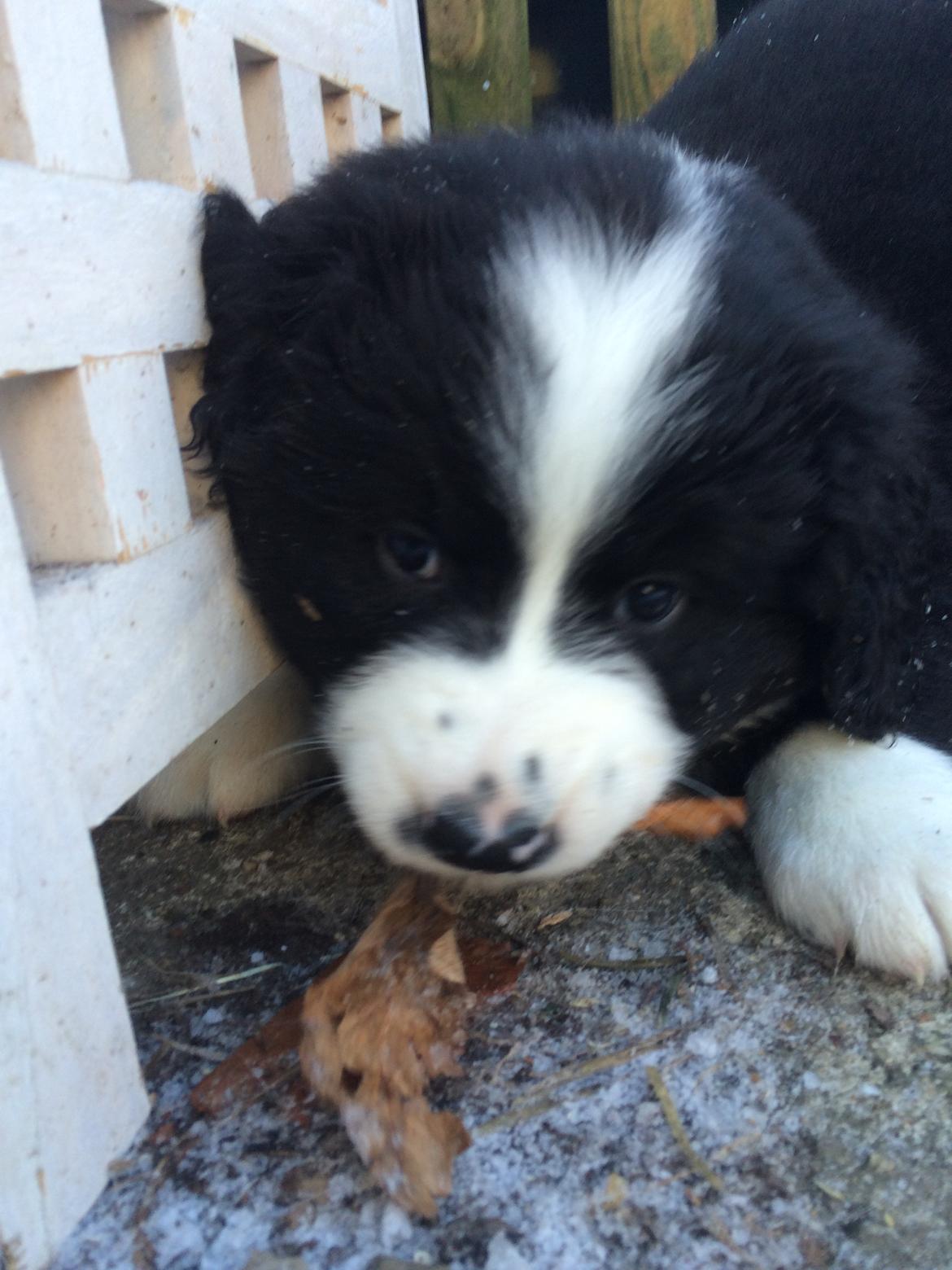 Blanding af racer Anton billede 12