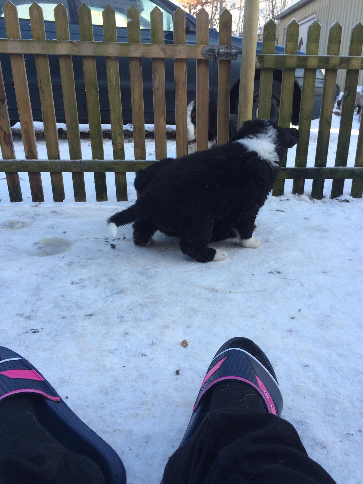 Blanding af racer Anton billede 15