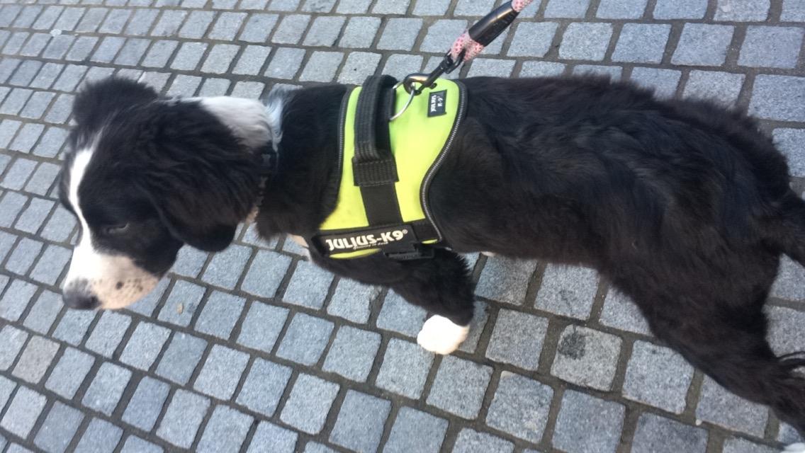 Blanding af racer Anton billede 17