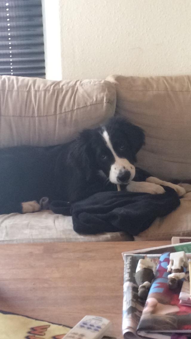 Blanding af racer Anton billede 18