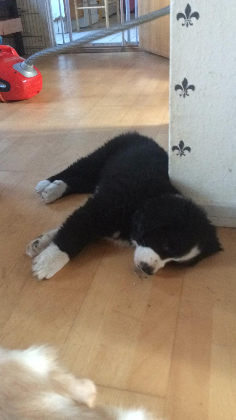 Blanding af racer Anton billede 19