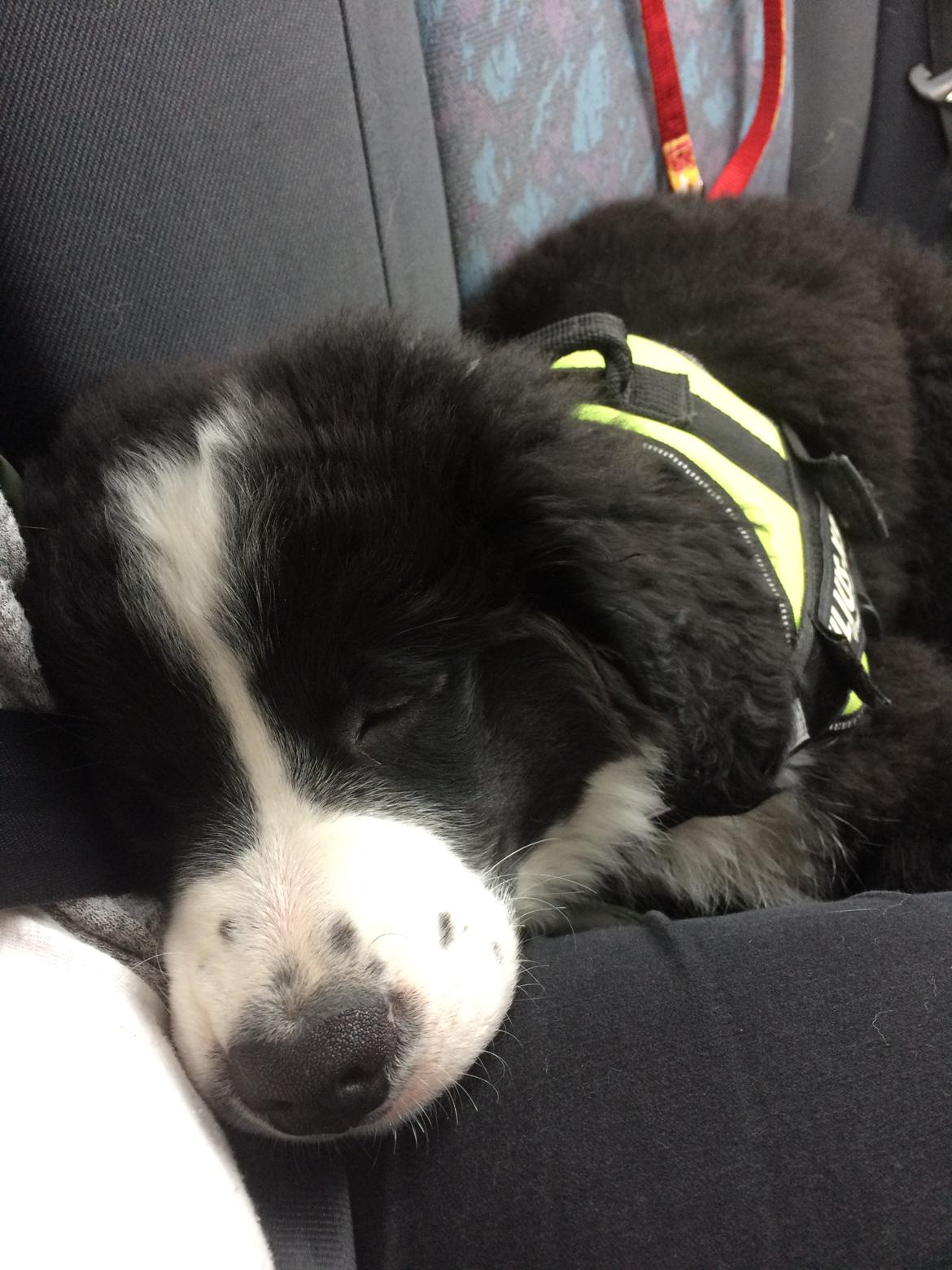 Blanding af racer Anton billede 21