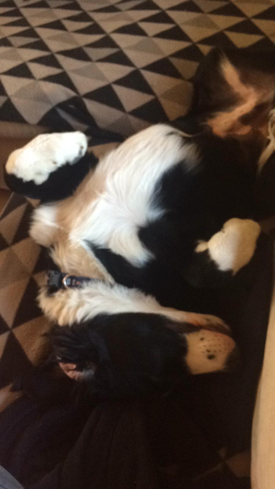 Blanding af racer Anton billede 22