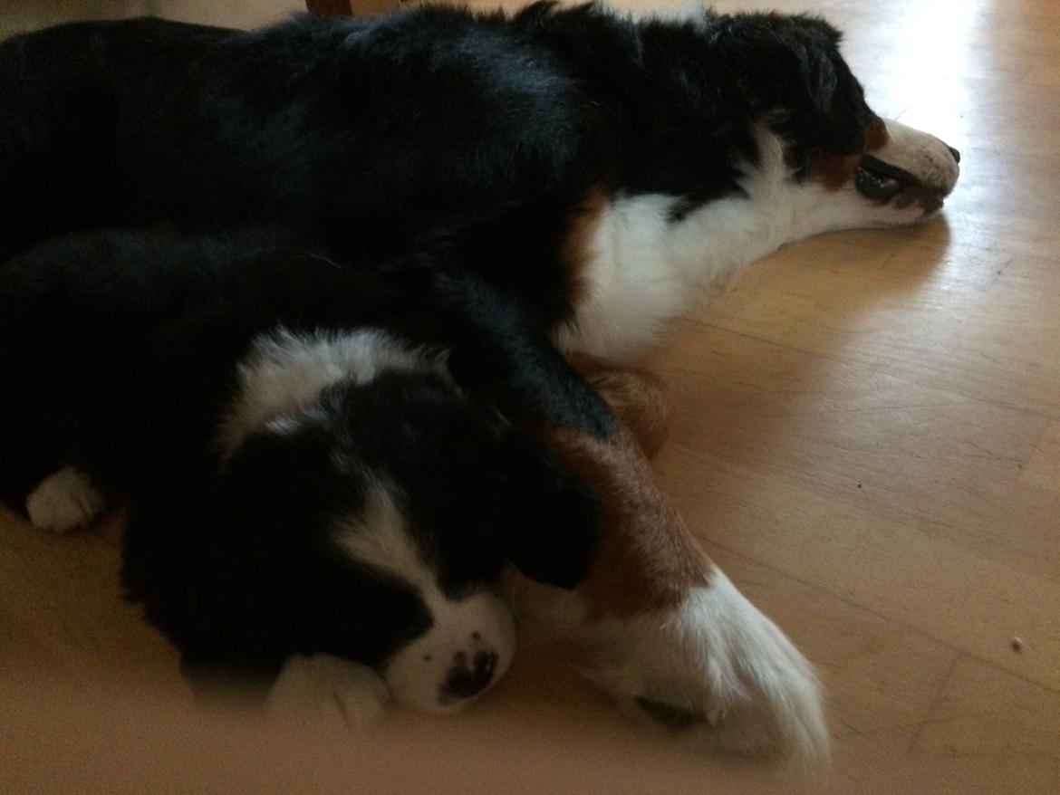 Blanding af racer Anton billede 23