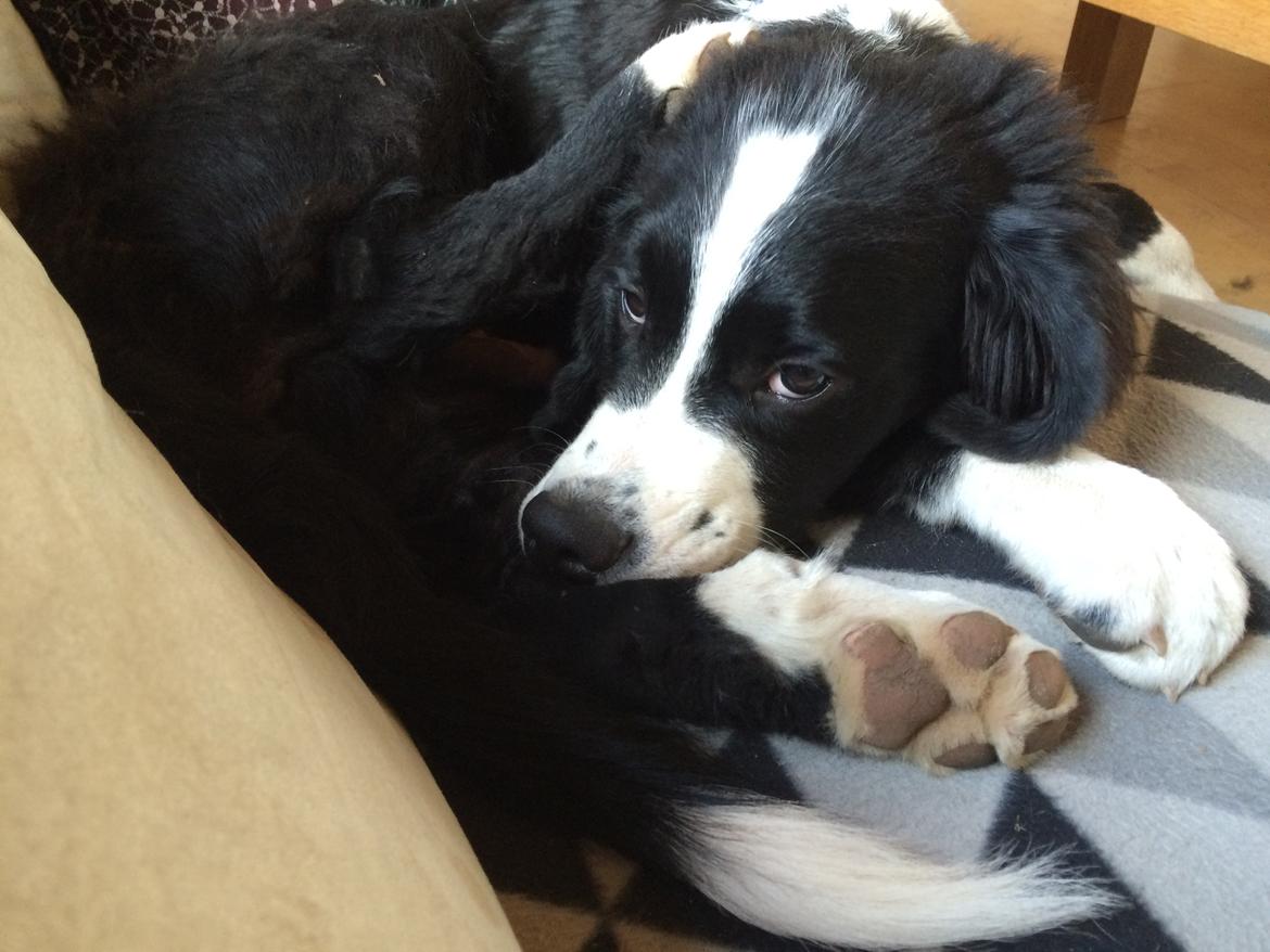 Blanding af racer Anton billede 24