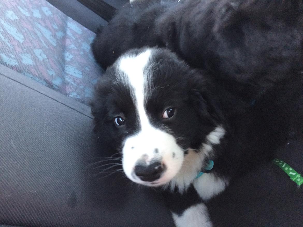 Blanding af racer Anton billede 16