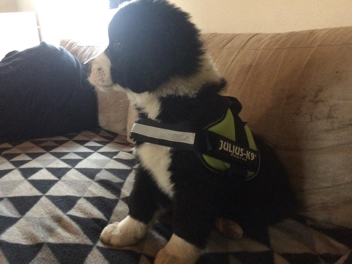 Blanding af racer Anton billede 26