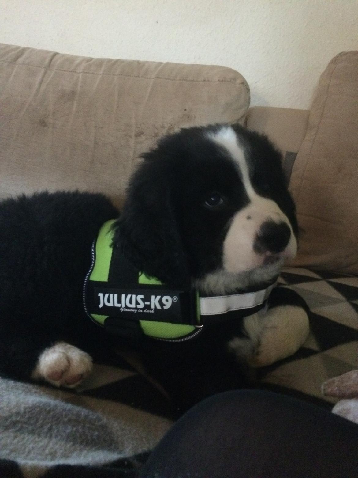 Blanding af racer Anton billede 25