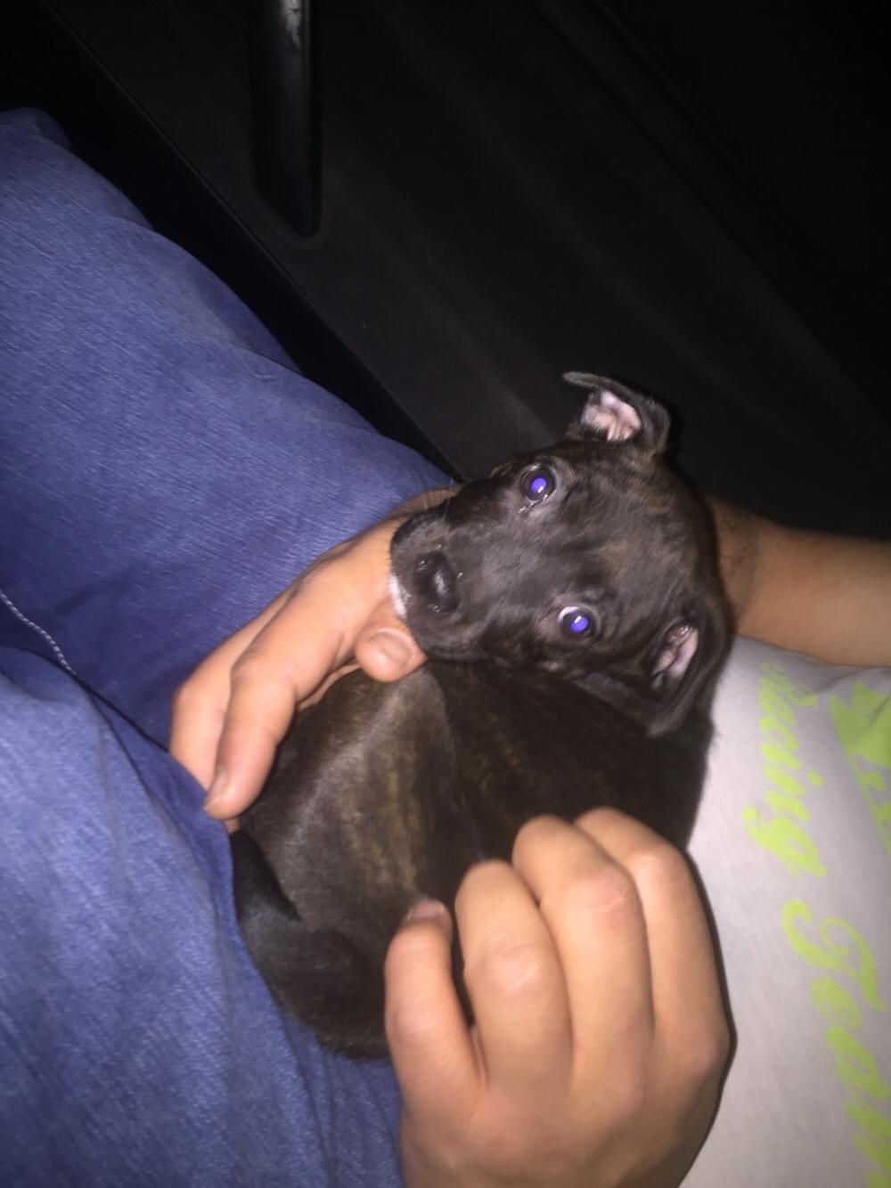 Staffordshire bull terrier Taya billede 1