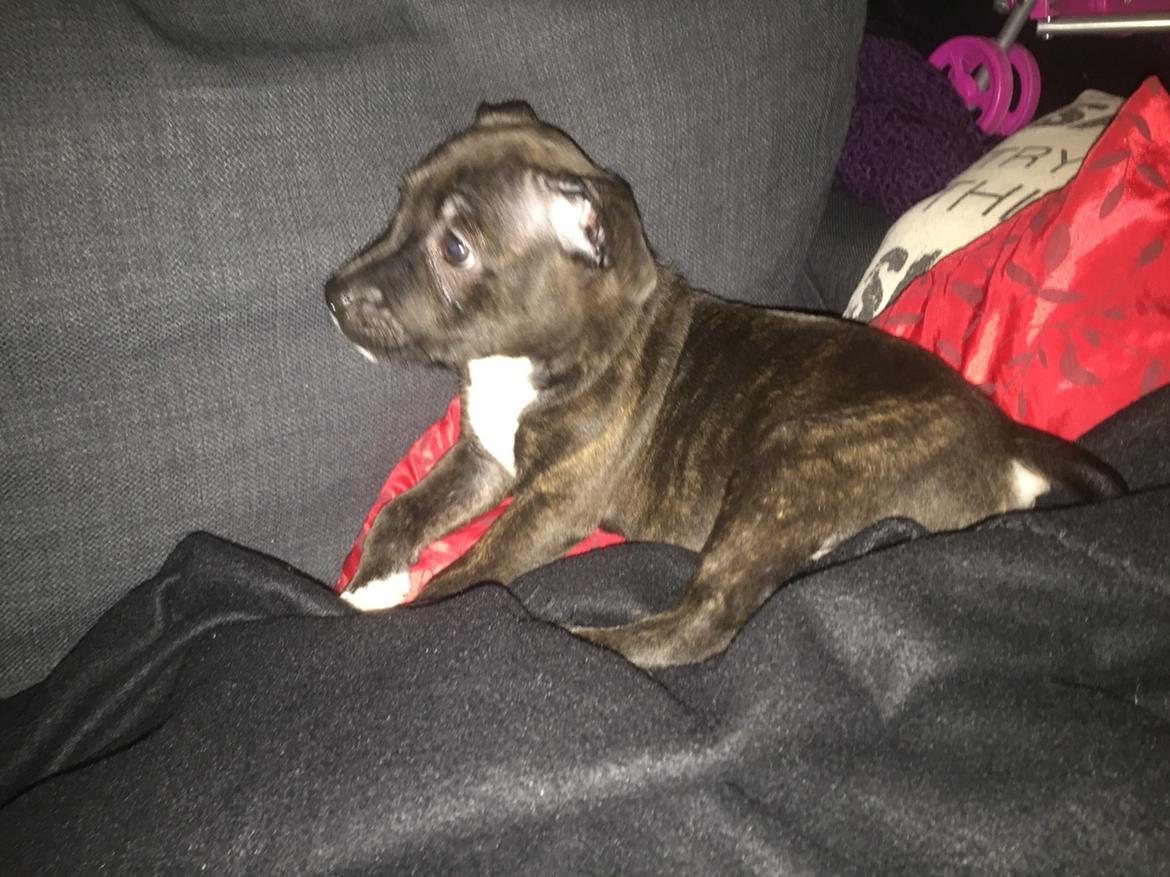 Staffordshire bull terrier Taya billede 2